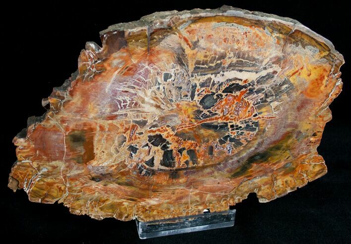 Beautiful Araucaria Petrified Wood Slab - x #6771